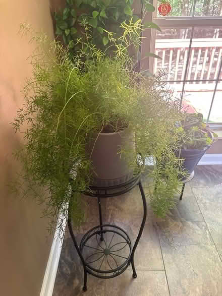 Photo of free Plants (Hermitage) #3