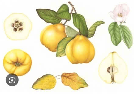 Photo of Quince Fruit (Darley Abbey DE22) #1