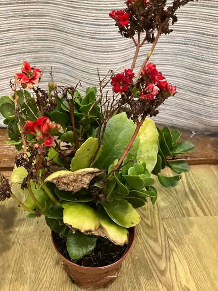 Photo of free Two House Plants (Bussage GL6) #2