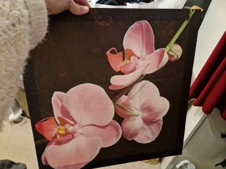 Photo of free Orchid picture (Sainsburys GL52) #1