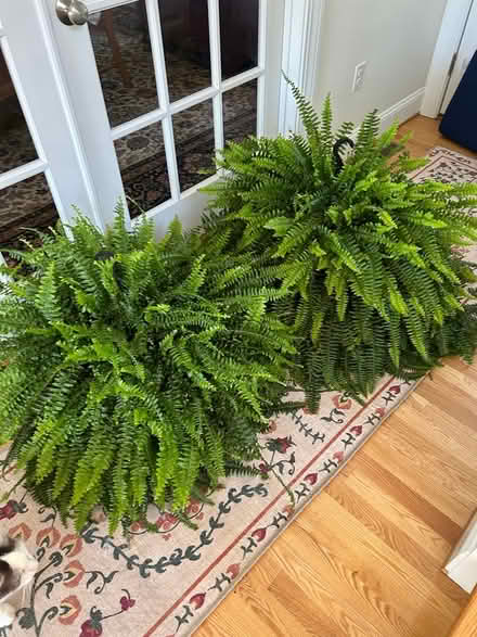 Photo of free Boston ferns (Broad Brook CT) #1