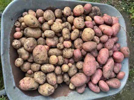 Photo of Hessian Sacks, aka Gunny Sacks (Hummersknott DL3) #1