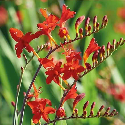 Photo of free Crocosmia Bulbs (Oswestry SY11) #1