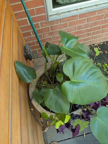 Photo of free Monstera plant (South Boulder) #1