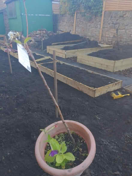 Photo of free Pear tree (Stannington S6) #1