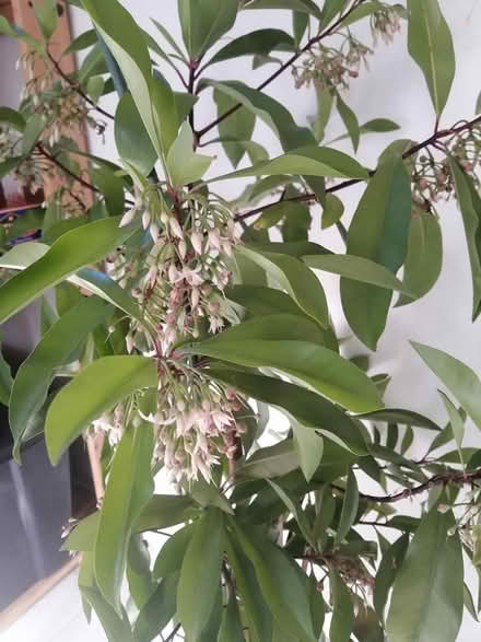 Photo of free Shoebutton plant (Old Ottawa East) #2