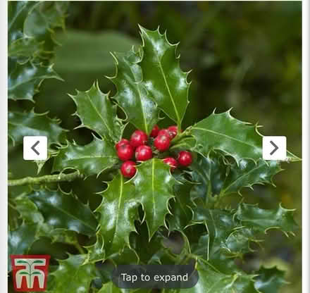 Photo of any holly (Oswestry SY11) #1