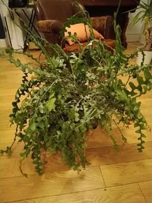 Photo of free Indoor house plant (Abingdon OX14) #1