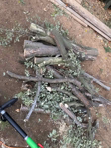 Photo of free Wood logs (Bromely BR2) #1