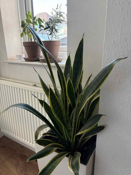 Photo of free Beautiful Snake Plant (Sansevieria) (Strood, ME2) #1