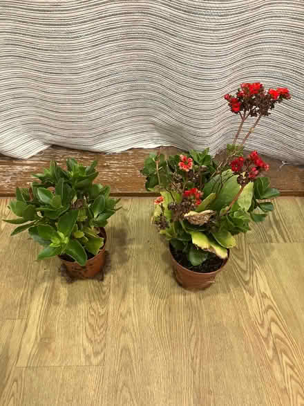 Photo of free Two House Plants (Bussage GL6) #1
