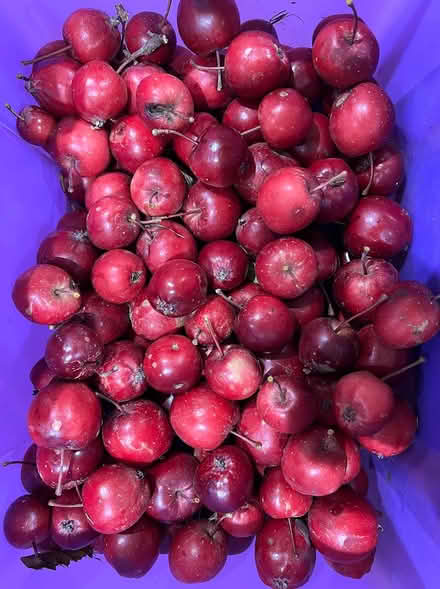 Photo of free Crab Apples (1.5 miles outside Cradley WR13) #1