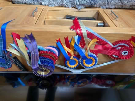 Photo of free Dog show rosettes 🏵️ (Great Linford MK14) #3