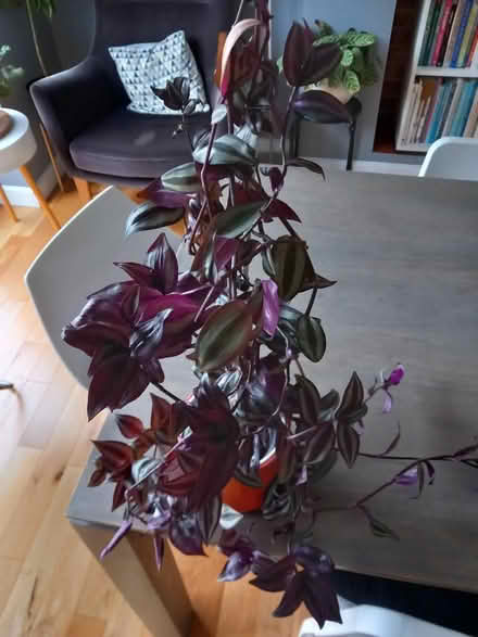 Photo of free house plant (RG6 near Palmer Park) #1