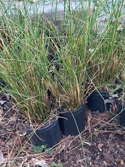 Photo of free ornamental grasses (Tucker, Georgia) #1