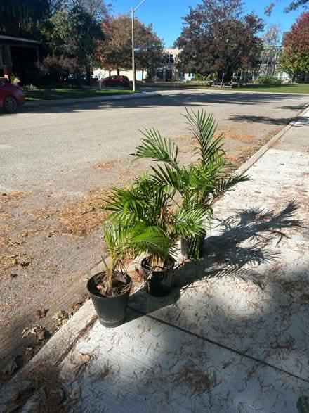 Photo of free plants (23 brant avenue mississauga on) #2