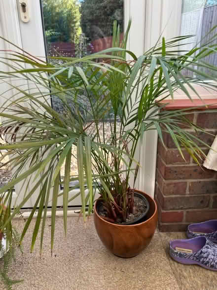 Photo of free House plants (4) (Alverstoke PO12) #3