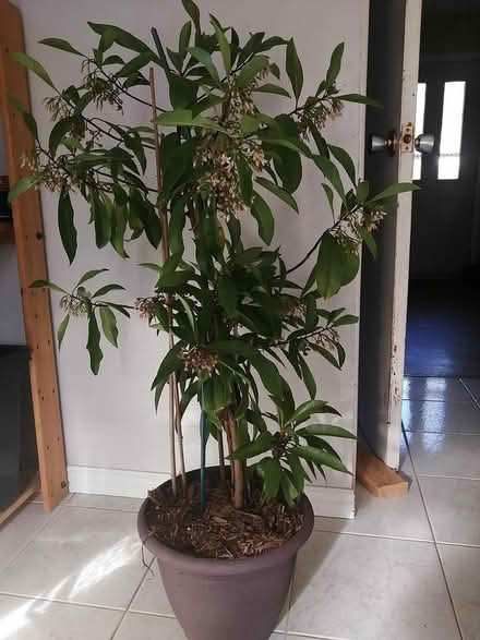 Photo of free Shoebutton plant (Old Ottawa East) #1
