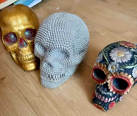 Photo of free Collection of skulls (Bermondsey SE1) #2