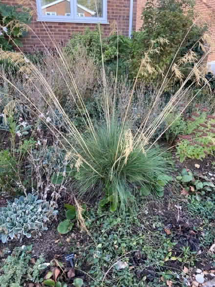 Photo of free Two grasses (Frimley Green GU16) #1