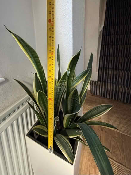Photo of free Beautiful Snake Plant (Sansevieria) (Strood, ME2) #2