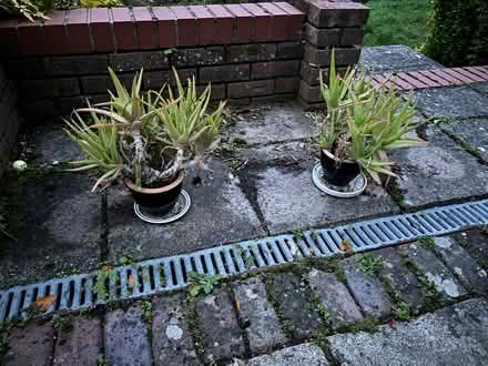 Photo of free Aloe vera plants (Kippington TN13) #1