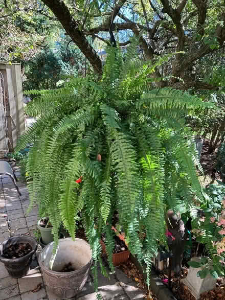 Photo of free Boston Fern (Oak Brook) #1