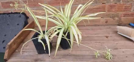 Photo of free Spider plants (Malvern WR14) #1