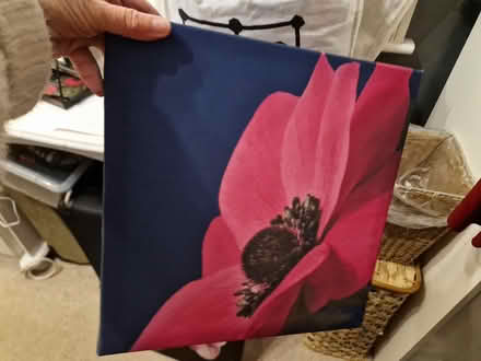 Photo of free Poppy pictures (Sainsburys GL52) #1