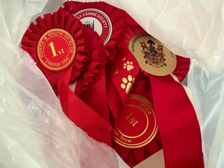 Photo of free Dog show rosettes 🏵️ (Great Linford MK14) #2