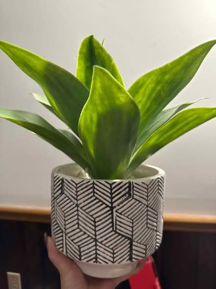 Photo of free Fake plant (Kennedy Sheppard) #1