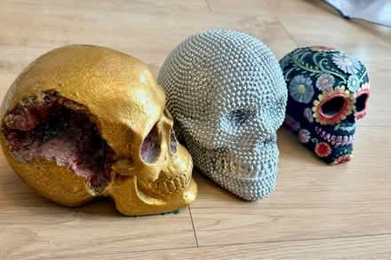 Photo of free Collection of skulls (Bermondsey SE1) #1