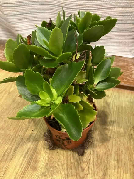 Photo of free Two House Plants (Bussage GL6) #3