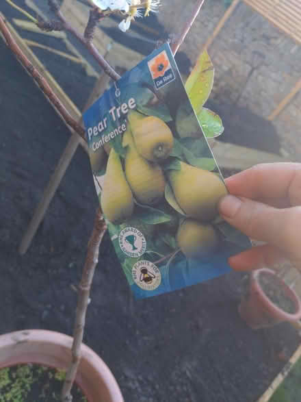Photo of free Pear tree (Stannington S6) #2