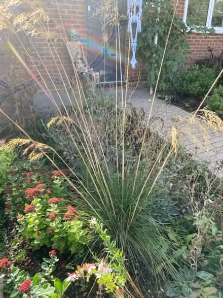 Photo of free Two grasses (Frimley Green GU16) #2