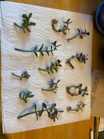 Photo of free Jade plant cuttings (Melrose) #1