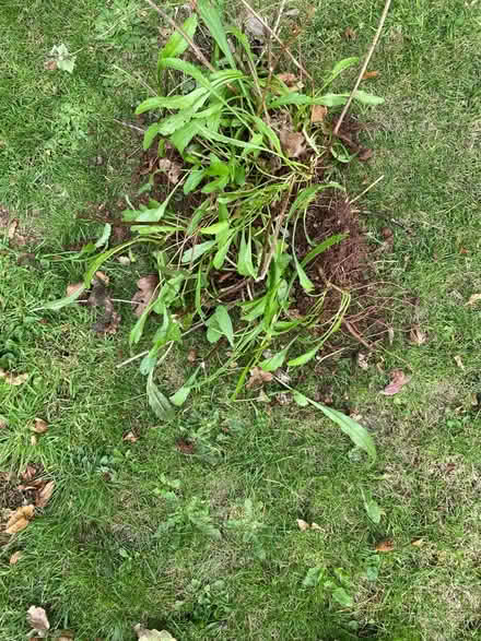 Photo of free Shades daisies (Brecon town LD3 7SA) #1