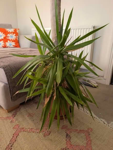 Photo of free Spineless yucca plant (Duddingston, EH8) #1