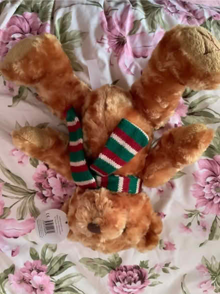 Photo of free Cute little teddy bear (Aspley NG8) #1