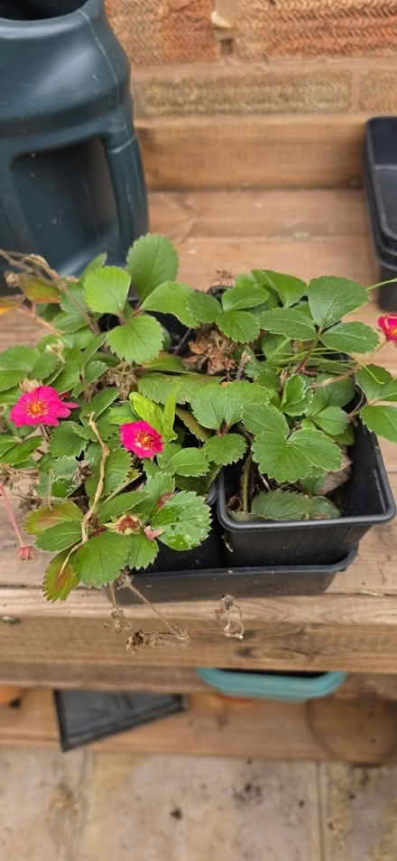 Photo of free Wild strawberry plants (Malvern WR14) #1