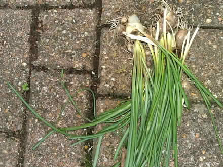 Photo of free Grape Hyacinths (World's End RH15) #1