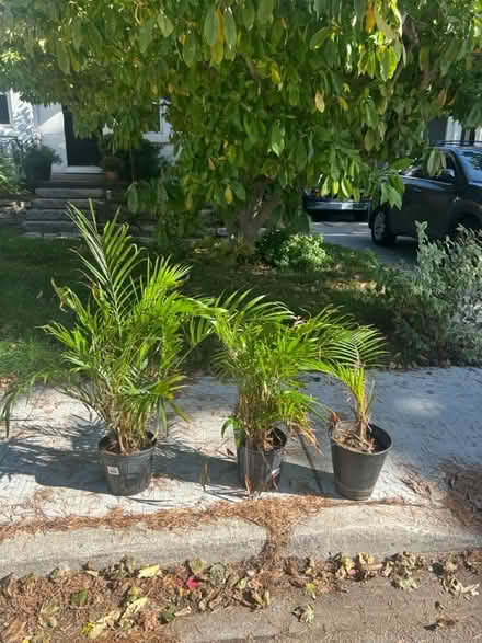 Photo of free plants (23 brant avenue mississauga on) #1