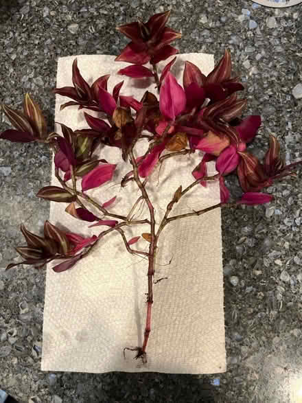 Photo of free Inch plant (Ridley Park) #1