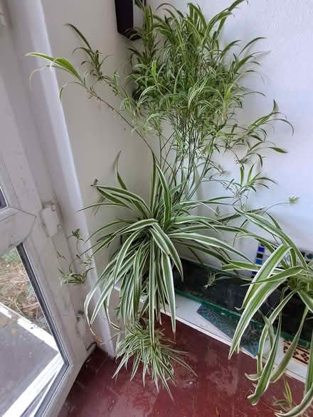 Photo of free Chlorophytum comosum, usually called spider plant (Belmont SM2) #1