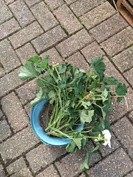 Photo of free Geranium (Pelargonium) cuttings (World's End RH15) #1