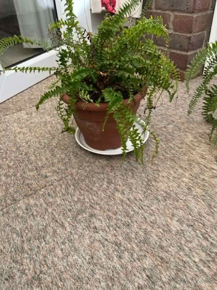 Photo of free House plants (4) (Alverstoke PO12) #2