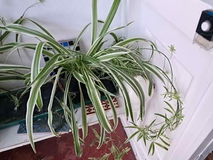 Photo of free Chlorophytum comosum, usually called spider plant (Belmont SM2) #2