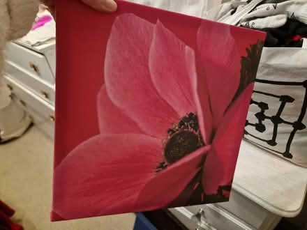 Photo of free Poppy pictures (Sainsburys GL52) #2