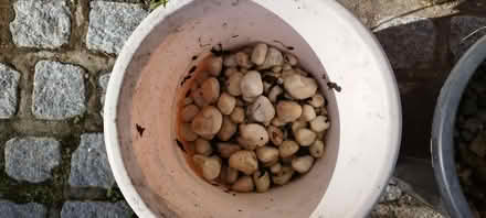 Photo of free Stones, gravel and buckets (Mudeford BH23) #3