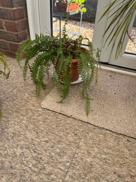 Photo of free House plants (4) (Alverstoke PO12) #1